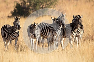 A herd of plains zebras gathered together in a grassland.