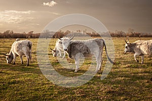 Herd of Podolian cows graze free range on the pastures in Serbia, Vojvodina with a grey cow with long hors staring. Podolian