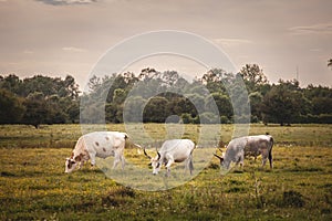 Herd of Podolian cows grazing free range on the pastures in Serbia, Vojvodina with a grey cow with long hors staring. Podolian