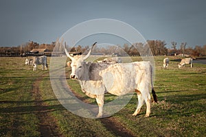 Herd of Podolian cows grazing free range on the pastures in Serbia, Vojvodina with a grey cow with long hors staring. Podolian
