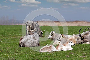 Herd of podolian cows