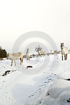 Herd of ponies in the snow on Dartmoor