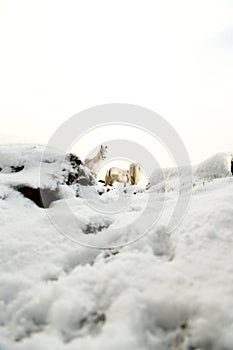 Herd of ponies in the snow on Dartmoor