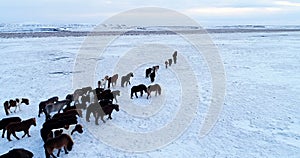 Herd of pony in aerial view