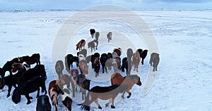 Herd of pony in aerial view