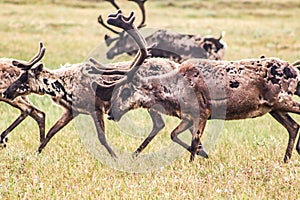 Herd of Porcupine caribous running freely in the wilderness photo