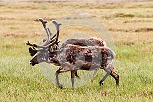 Herd of Porcupine caribous running freely in the wilderness photo