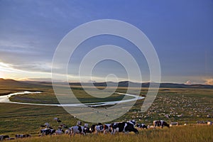 Herd in prairies sunset glow