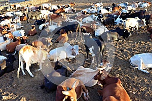 A herd of prize Sahiwal bulls rests in the evening sun in Mugie Conservancy, Kenya.