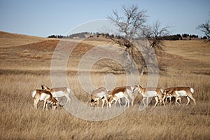 Herd of pronghorn antelope