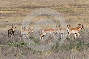 Herd of Pronghorn Antelope Bucks