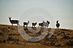 Herd of Pronghorn Antelope in Casper