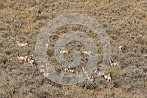 Pronghorn Antelope Herd in Autumn