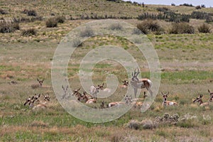 Herd of Pronghorn Antelope in Rut