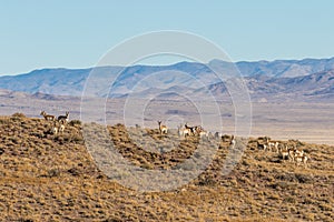 Herd of Pronghorn Antelope in Utah