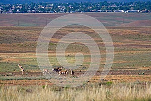A herd of Pronghorn grazing in a field