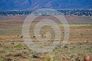A herd of Pronghorn grazing in a field