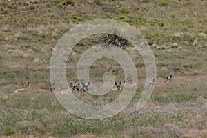 Herd of Pronghorns in Rut