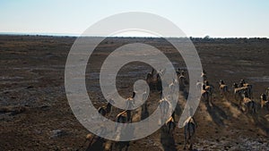 A herd of Przewalski`s horses gallops across the steppe, filmed from a drone