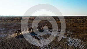 A herd of Przewalski`s horses gallops across the steppe, filmed from a drone