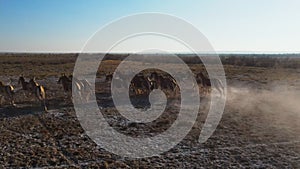 A herd of Przewalski`s horses gallops across the steppe, filmed from a drone