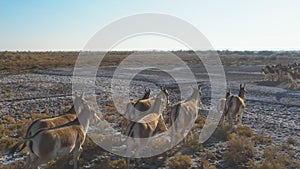 A herd of Przewalski`s horses gallops across the steppe, filmed from a drone