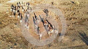 A herd of Przewalski`s horses gallops across the steppe, filmed from a drone