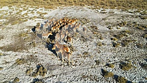 A herd of Przewalski`s horses gallops across the steppe, filmed from a drone