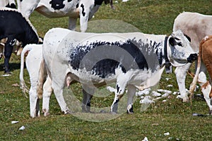 Herd from Pustertaler Sprinzen