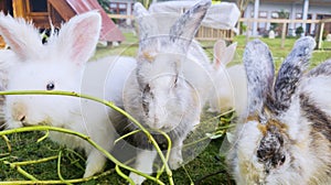 Herd of rabbits eating fresh vegetables