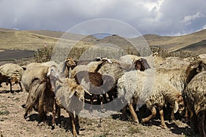 Herd of rams and goats crosses the road at the foot of the inactive volcano Sabalan Savalan near the city of Ardabil in north-