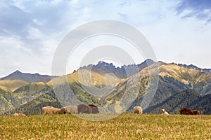 A herd of rams grazes in the Qazaqstan mountains meadows. Jailau view with copy space