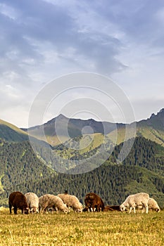 A herd of rams grazes in the Qazaqstan mountains meadows. Jailau view with vertical copy space