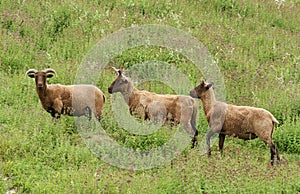A herd of rare breed Manx Loaghtan Sheep Ovis aries grazing on a herb covered hillside.