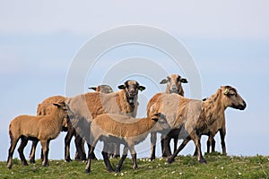 Herd of rare cameroon sheep against the sky