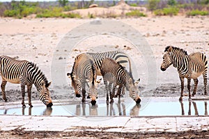 Herd of Rare Hartmann\'s Zebra t a small waterhole