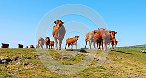 Herd of Red cattle cows livestock