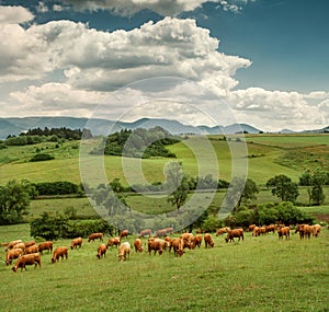 Herd of red Cows on the mountain meadow