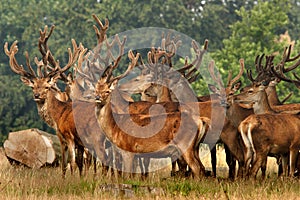 Herd of Red Deer