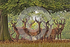 A herd of red deer