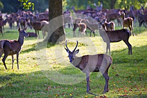 Herd of red deer in Autumn Fall