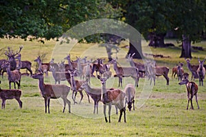 Herd of red deer in Autumn Fall