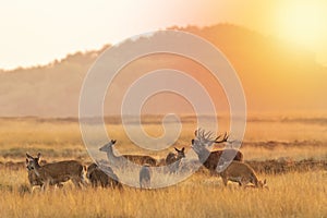 Herd of red deer cervus elaphus rutting and roaring during sunset