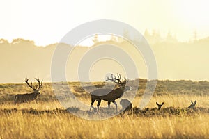 Herd of red deer cervus elaphus rutting and roaring during sunset