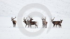 Herd of red deer, cervus elaphus, stags in winter on snow.