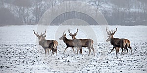 Herd of red deer, cervus elaphus, stags in winter on snow.