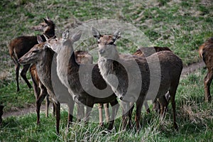 A herd of Red Deer at Chasewater Country Park