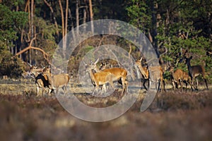 Herd of Red Deer does or hinds Cervus elaphus walking out of a forest