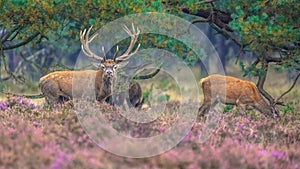 Herd of Red deer in field of heather