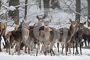 Herd of Red Deer grazing in the forest in winter. Bieszczady Mountains, Poland
